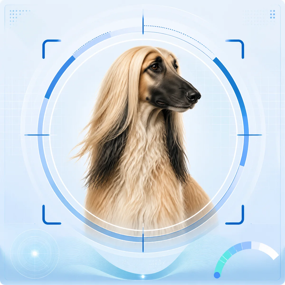 Drawn scanner-style breed match panel with an Afghan Hound visual match