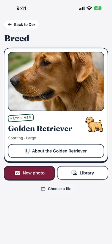 Bokedex Breed screen: a photo of a golden retriever matched at 99% with a link to the breed profile.